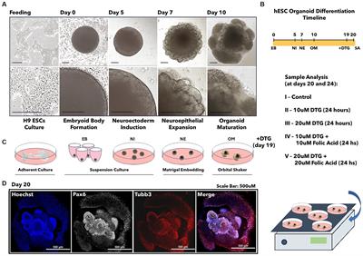 Dolutegravir induces FOLR1 expression during brain organoid development